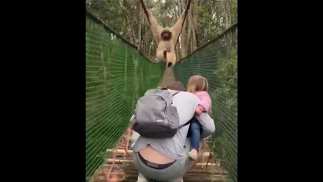 A Gibbon Monkey Goes Swinging Over A Family While Crossing A Rope Bridge