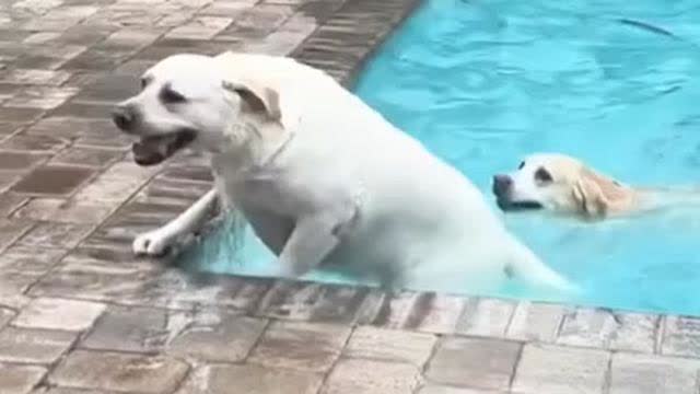 Labs Love to be in Water
