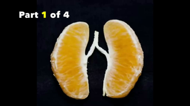 Fruit for Thought... a Fruitarian Podcast - Ep. 3 (Pt. 1 of 4) - Functional Design Continued