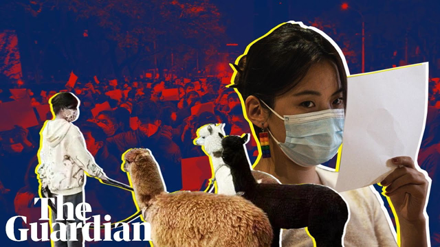 From blank paper to alpacas: how protesters in China are voicing their anger