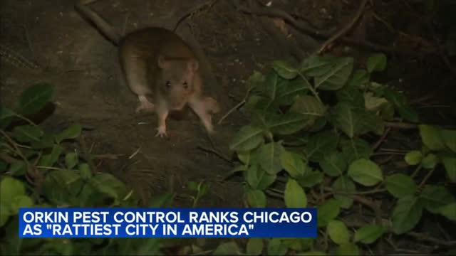 Chicago ranked most rat-infested city 9th year in a row