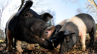 UK's first human case of swine flu strain H1N2 has been detected | 5 News