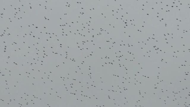 Birds from beyond....