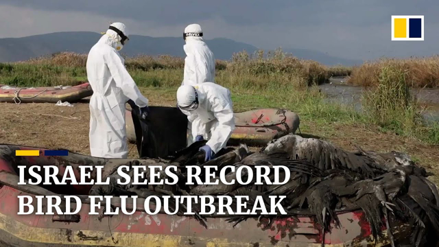 Israel rushes to contain severe outbreak of bird flu that has killed thousands of migratory cranes