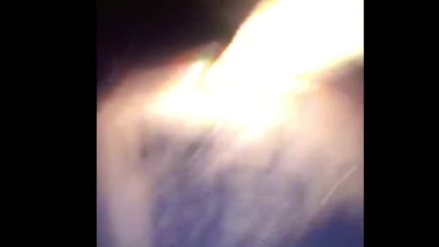 Laura Loomer trying to take Gavin home