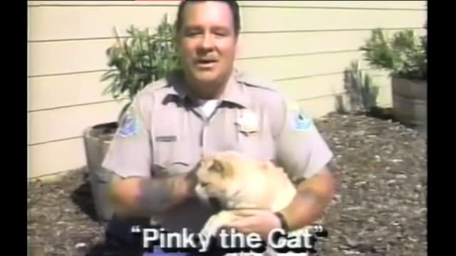 Pinky The Cat, Up For Adoption