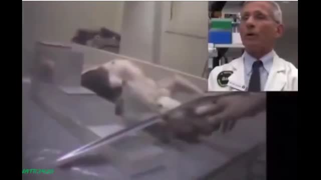 BASTARDS! fauci and the dog tortures