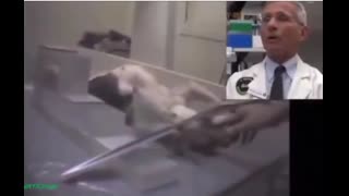 BASTARDS! fauci and the dog tortures