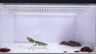 Praying Mantis like swinging Katana, How we depopulation these freemason semitic communist subhuman