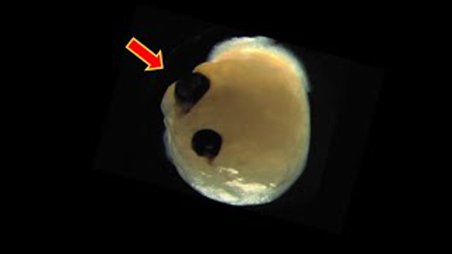 Scientists grew mini brain grown in lab with eyes that can see light