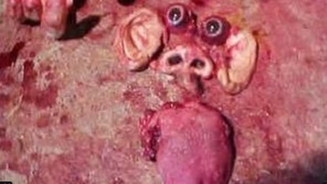 The murder of Tim Mclean of Canada