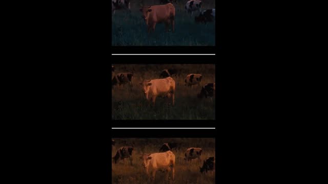 JEWS RED HEIFER RITUAL,  branded 2012