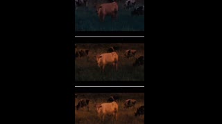 JEWS RED HEIFER RITUAL,  branded 2012