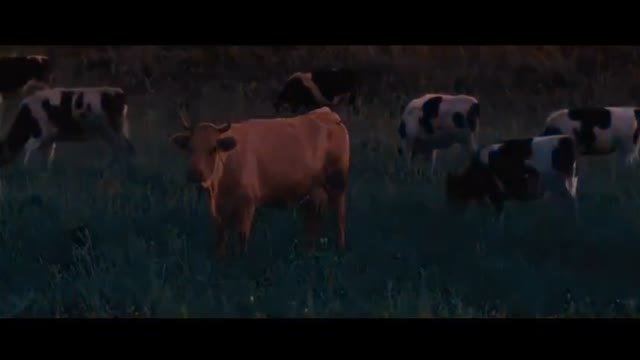 JEWS RED HEIFER RITUAL,  branded 2012. (49:39) timestamp