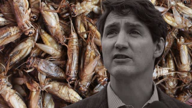 Trudeau Gives Millions To Huge Bug Factory