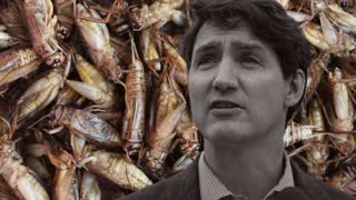 Trudeau Gives Millions To Huge Bug Factory