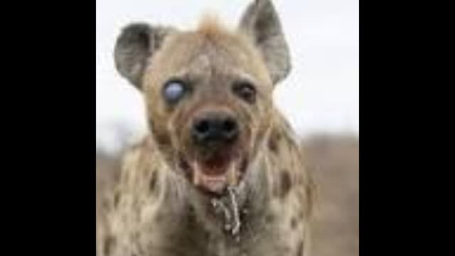 More NIGGER child abuse (repost)