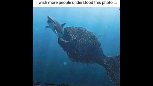 Hollywood jews tell niggers whites are the most dangerous animals, they must help calm us