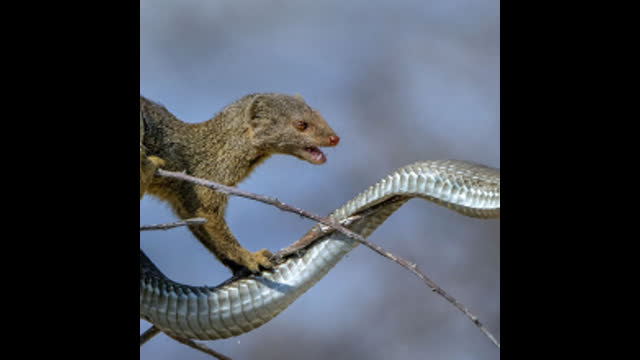 DAVID IRVING - THE HUNGARIAN REVOLUTION OF 1956 STARTED AS AN ANTI-JEWISH UPRISING.