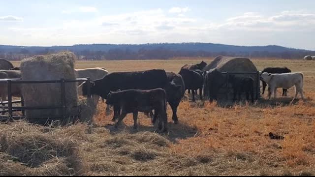 American Cattle Rancher Explains Russia/Ukraine