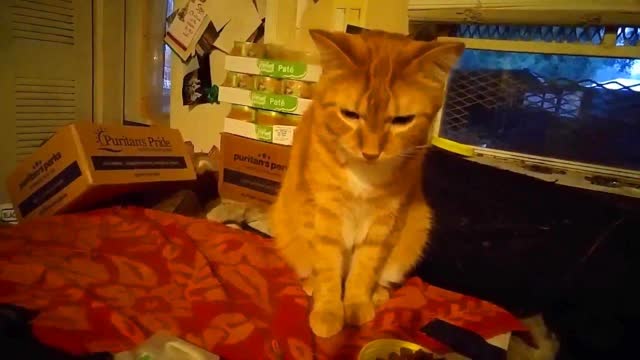 ANOTHER VIDEO RESPONSE TO 165TH LIVESTREAM GOYIMTV