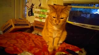 ANOTHER VIDEO RESPONSE TO 165TH LIVESTREAM GOYIMTV