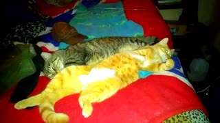 2 cat friends - Rocky and Goldie June 20th, 2021