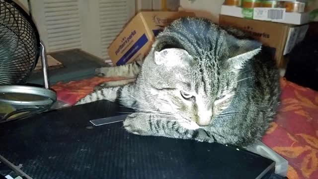 MCAFEE DIDN'T KILL HIMSELF, TAX EVASION ARREST IS LUDICROUS