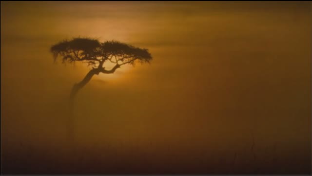 Murdoch Murdoch - Metamorphosis