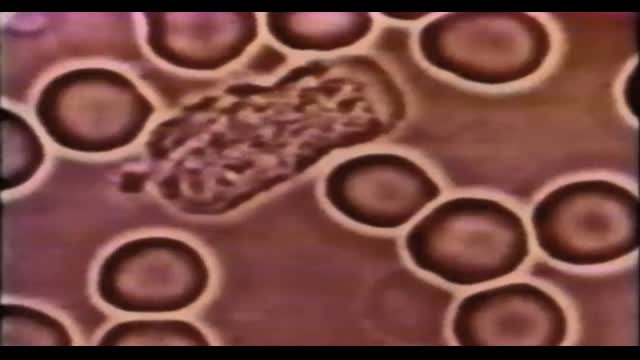 Your Immune System Under a Microscope