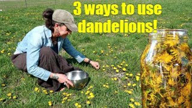 Lost knowledge 1.DANDELIONS. 3 WAYS TO USE SPRING DANDELIONS ~ FORAGING