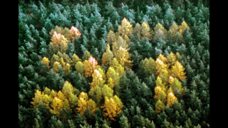 Real Environmentalism