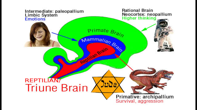 The Jewish Brain according to mainstream scientism