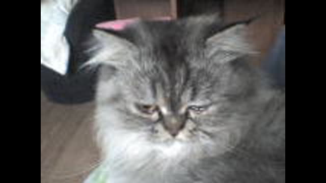 Diablo - sensacyjny lektor PL