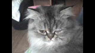 Diablo - sensacyjny lektor PL