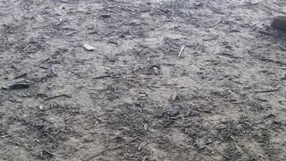 The blueness of skies