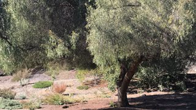 White People Will Be Put in Gulags