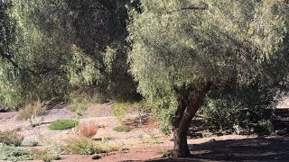 White People Will Be Put in Gulags