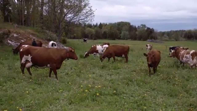 "Welcome to the land of organic milk" (Swedish milk commercial)