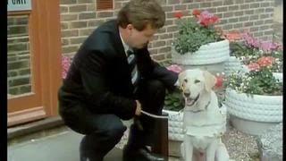 They 'say' Cats are smarter than Dogs.  Let's test that theory out. Introducing, the seeing eye Cat!