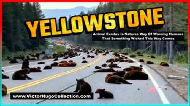 YellowStone Park Animal Exodus Is Natures Way Of Warning Humans That Something Wicked This Way Comes