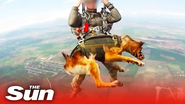 Putinâ€™s war dogs parachute into battle from 13,000ft strapped to Russian soldiers in crazy video