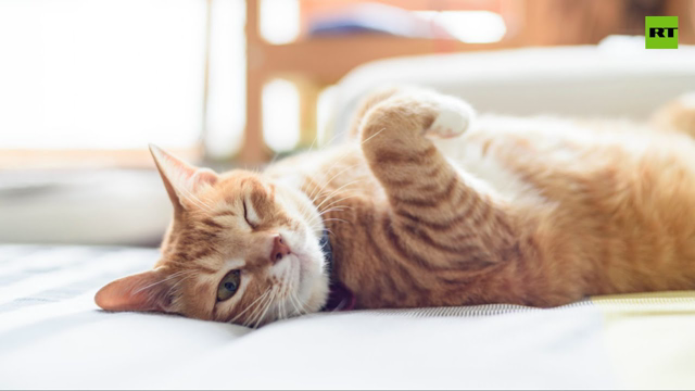 WE ARE COMING FOR YOUR PETS GOY