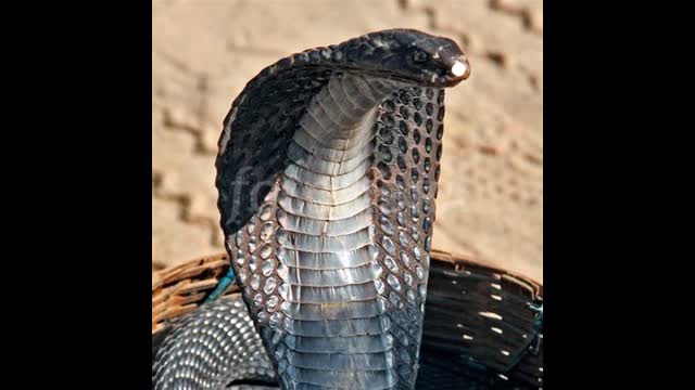 The Lying Enslaving Serpent Jew