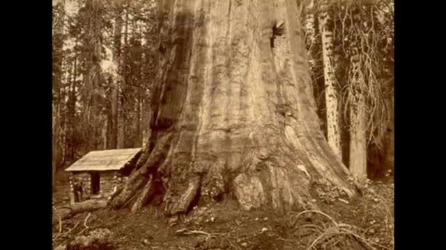 Giant Trees Of The Past, Dec 22, 2023