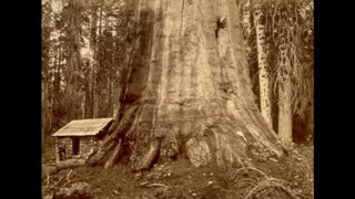 Giant Trees Of The Past, Dec 22, 2023