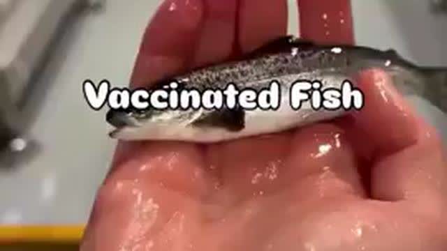 Vaccinated Fish, Mar 27, 2025