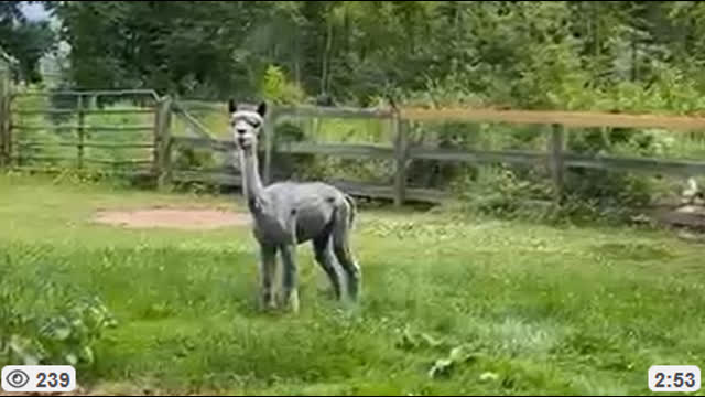 Quick Haircut (Shearing), Feb 18, 2026