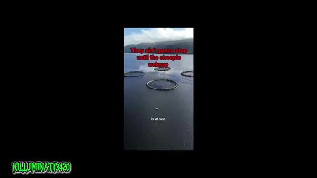 Vaxing Fish, Oct 31, 2024