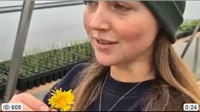 Dandelions are Not Weeds, Mar 10, 2026